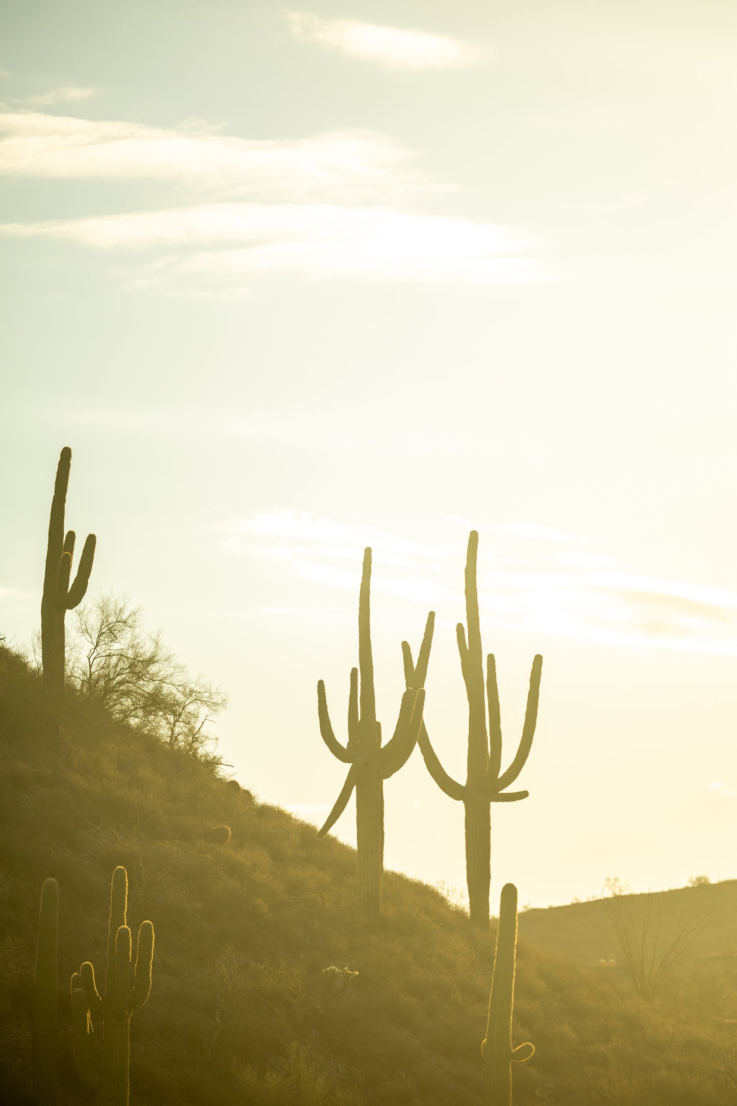 Sunrise Haze on the Cacti in Phoenix, Arizona