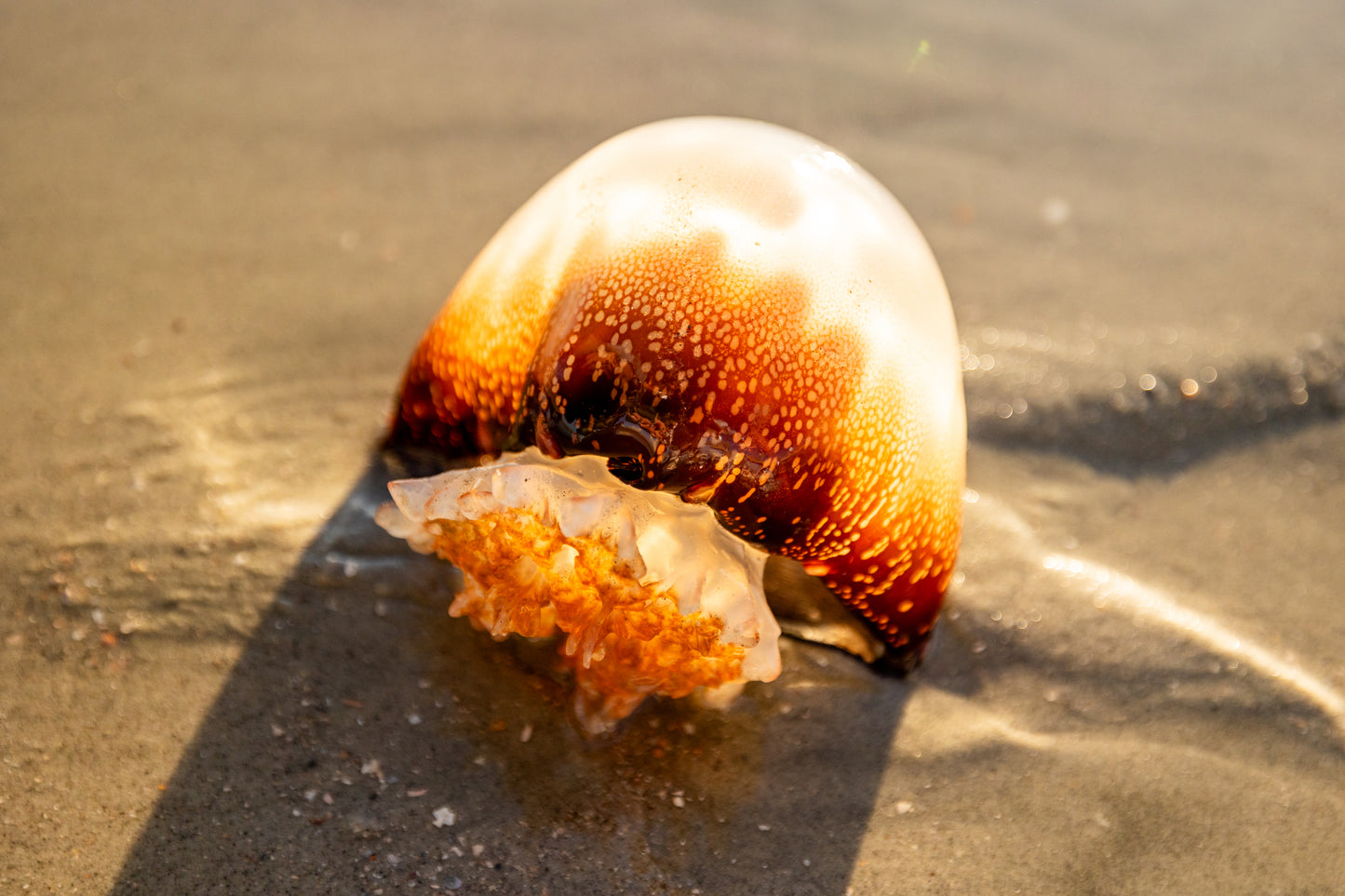 Jellyfish Ashore Folly Beach in Charleston, South Carolina