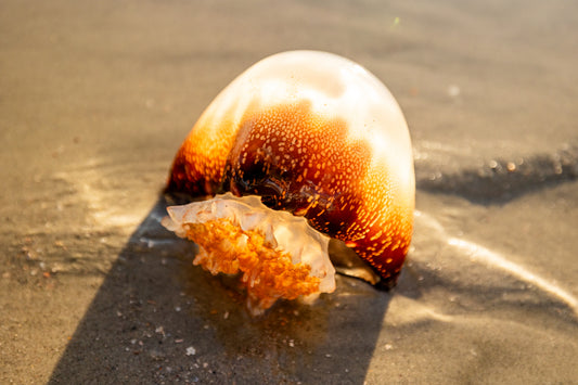 Jellyfish Ashore Folly Beach in Charleston, South Carolina