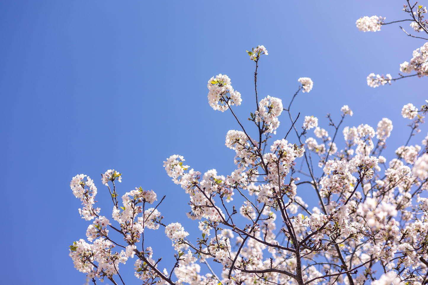 Spring Blooms in downtown Charleston, South Carolina