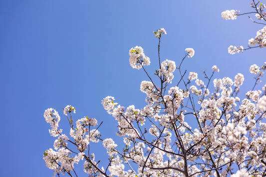 Spring Blooms in downtown Charleston, South Carolina