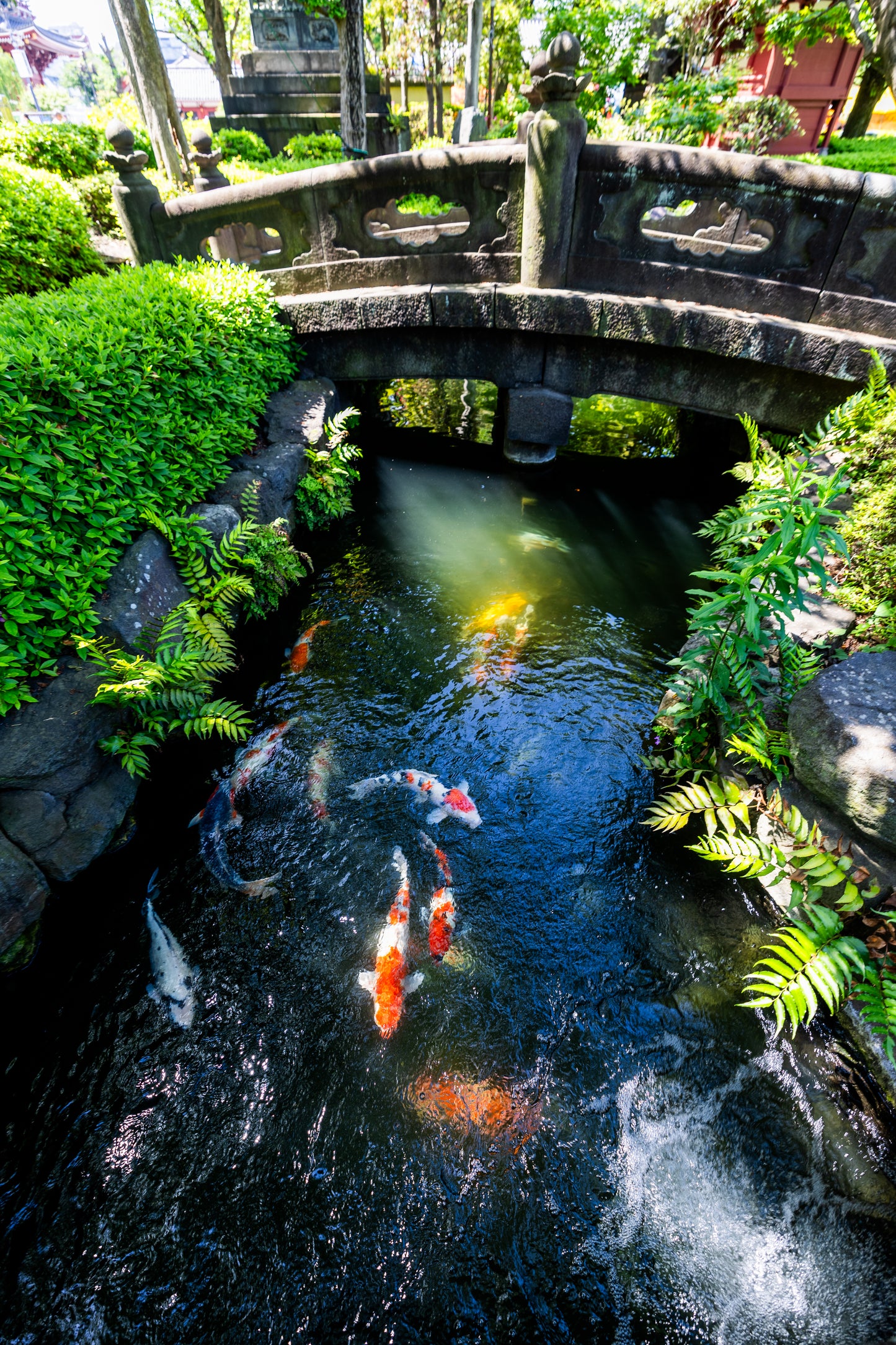 Koi fish at Sensō-ji Temple in Tokyo, Japan Print