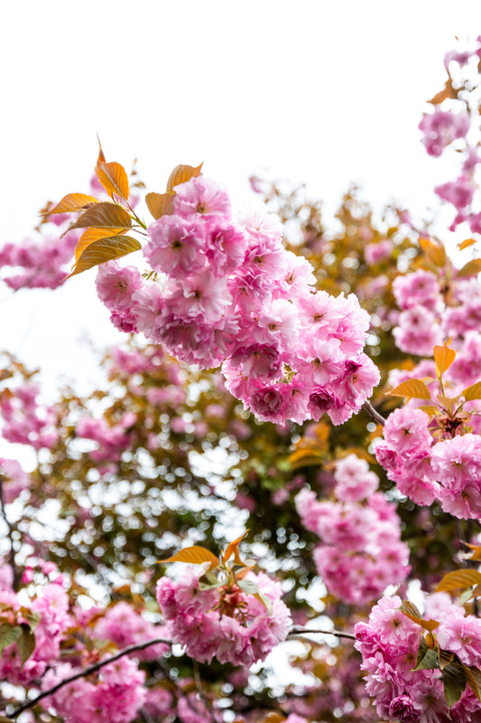 Sakura season in Sapporo, Japan Print