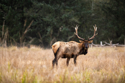 Elk Grazing in the Redwoods Arcata, California