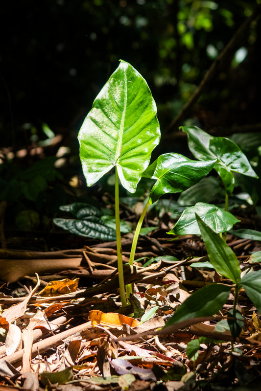Alocacia near Witches Falls Trail in Brisbane, Australia
