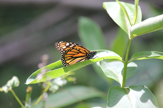 Resting Monarch Butterfly Print